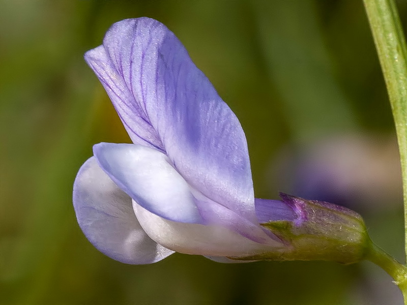 Vicia altissima.04