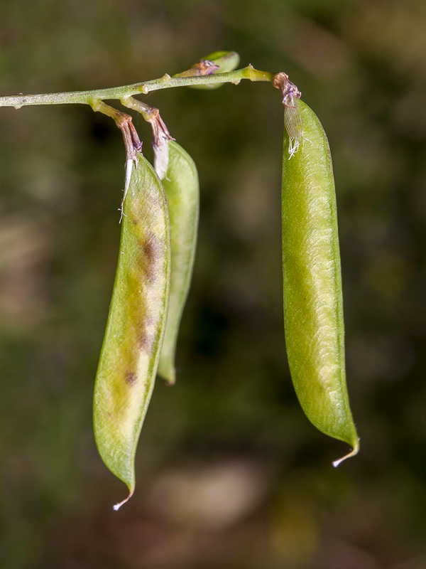 Vicia altissima.05