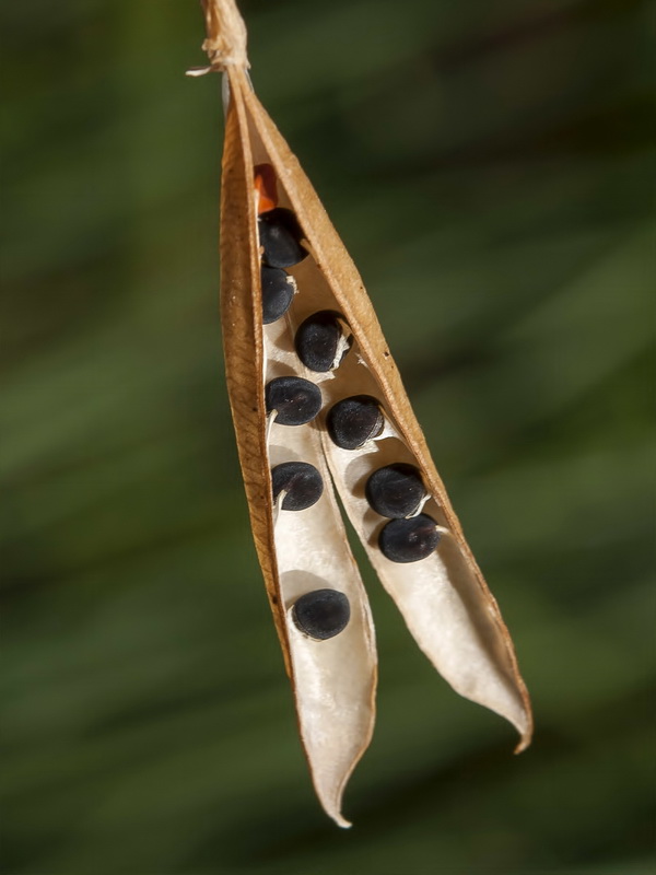 Vicia altissima.06