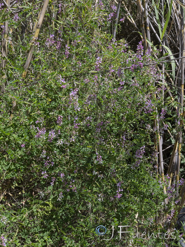 Vicia altissima.07