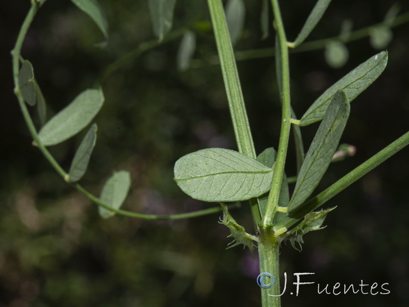 Vicia altissima.10