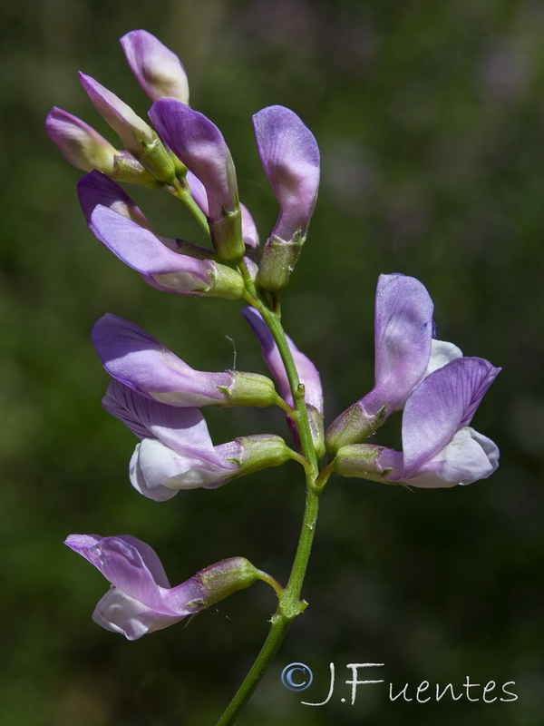 Vicia altissima.11
