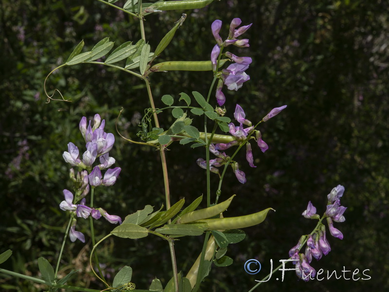 Vicia altissima.12