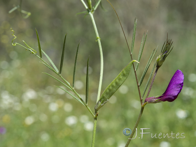 Vicia angustifolia.01