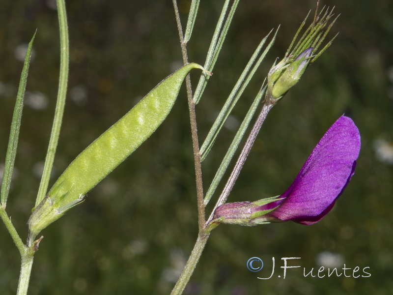 Vicia angustifolia.02