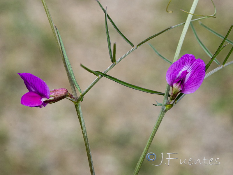 Vicia angustifolia.03