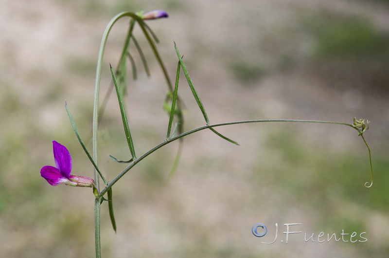 Vicia angustifolia.04