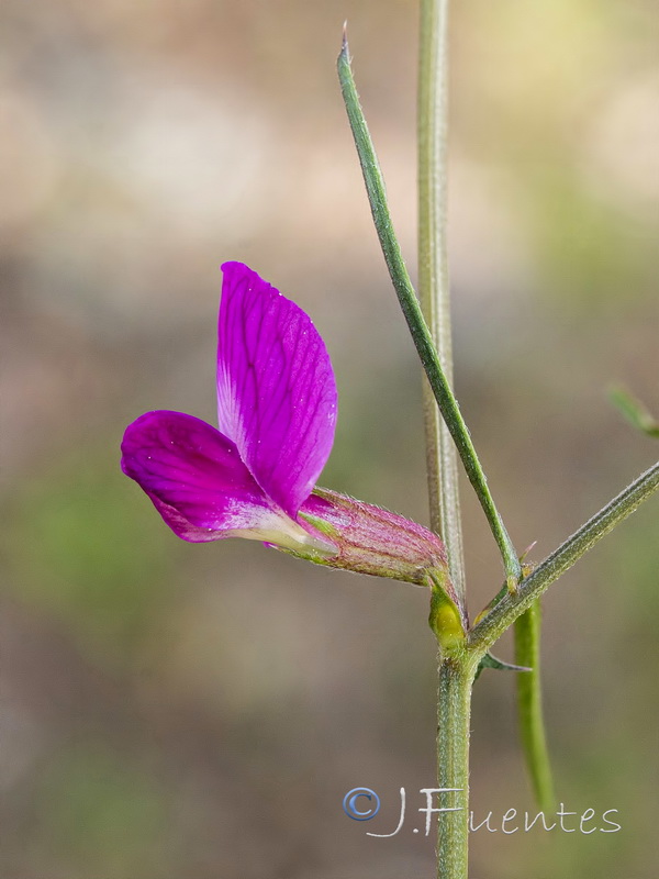 Vicia angustifolia.05