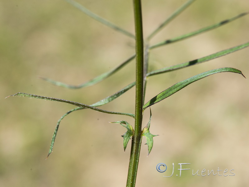 Vicia angustifolia.06