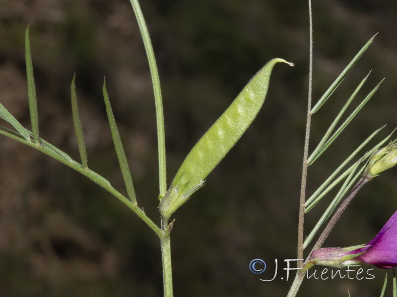 Vicia angustifolia.07