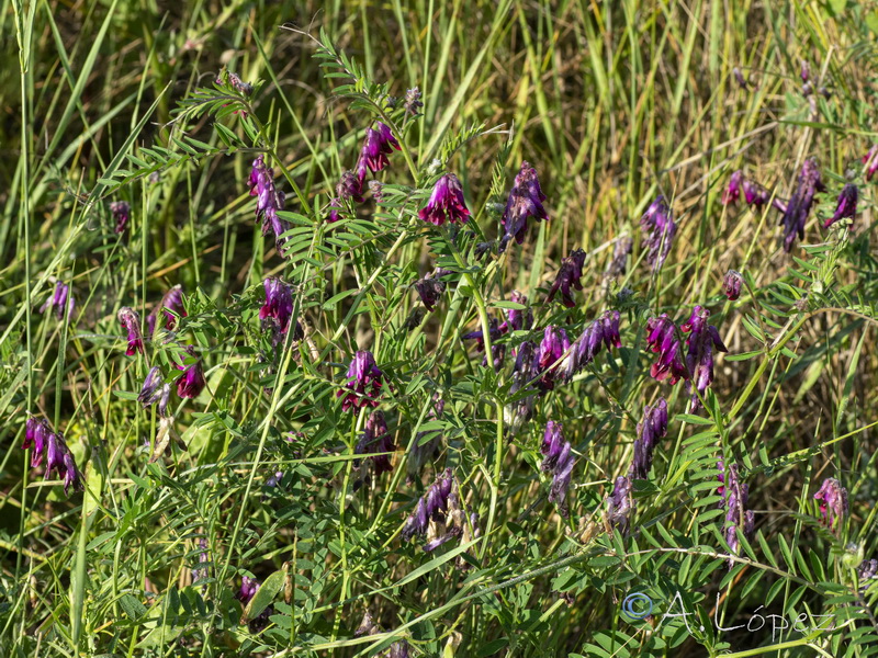 Vicia benghalensis.01