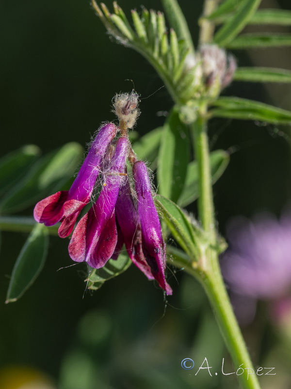 Vicia benghalensis.04