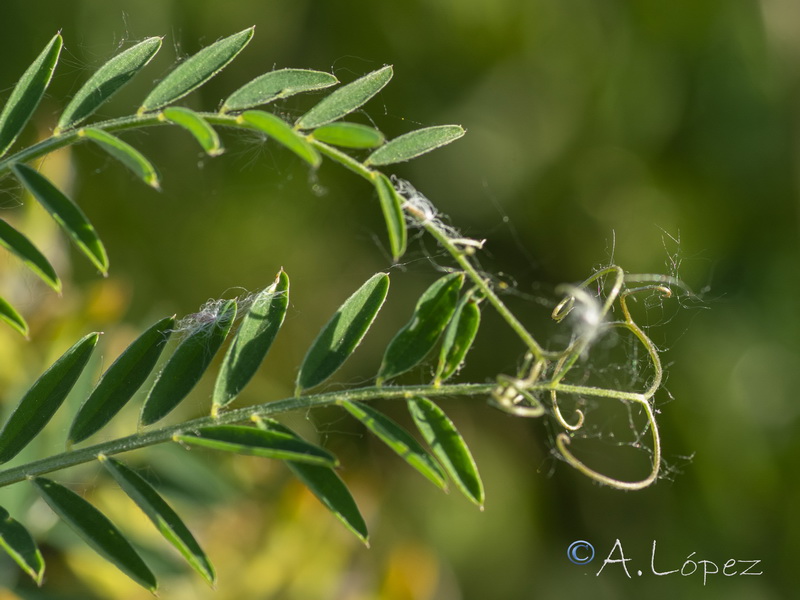 Vicia benghalensis.05