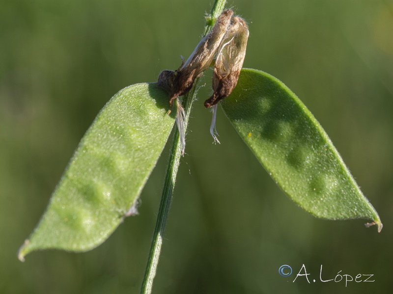 Vicia benghalensis.07