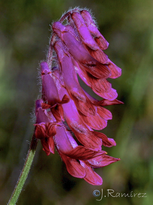 Vicia benghalensis.08