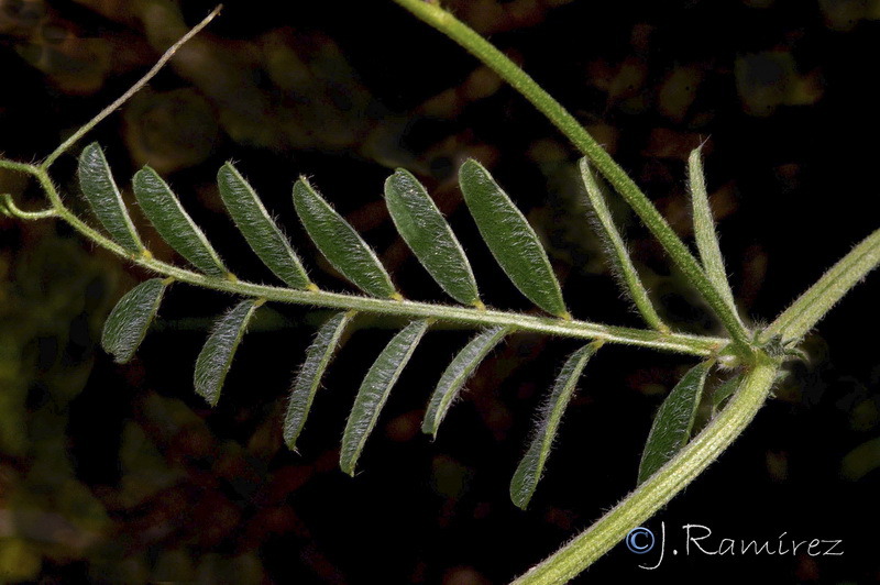 Vicia benghalensis.09