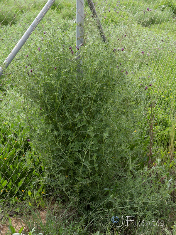 Vicia benghalensis.11