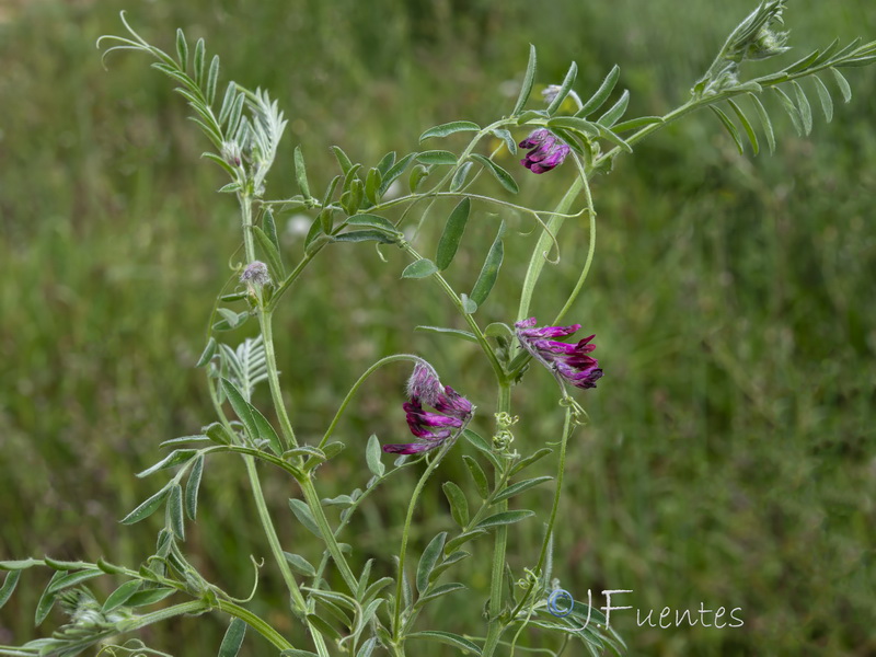 Vicia benghalensis.12