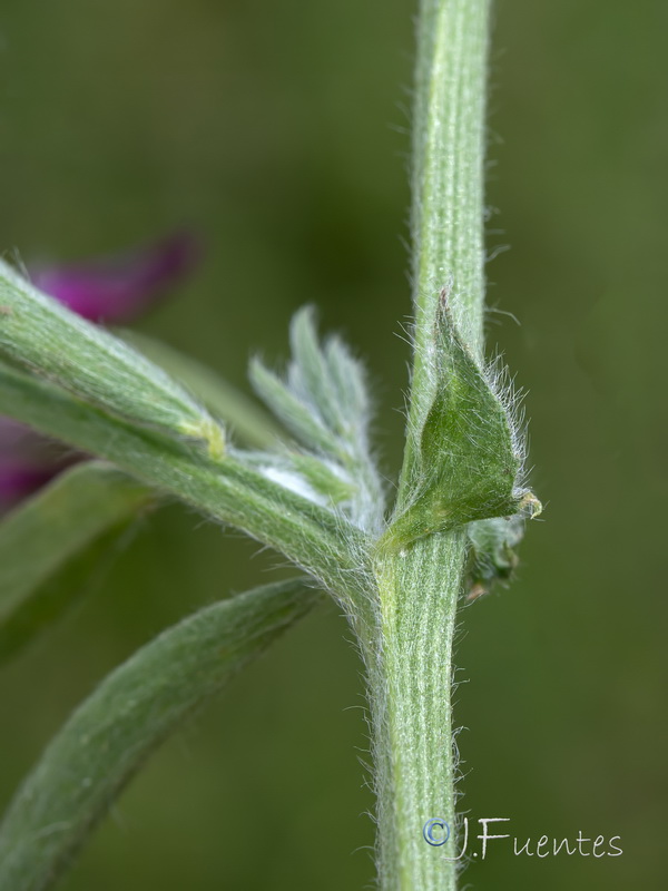 Vicia benghalensis.06