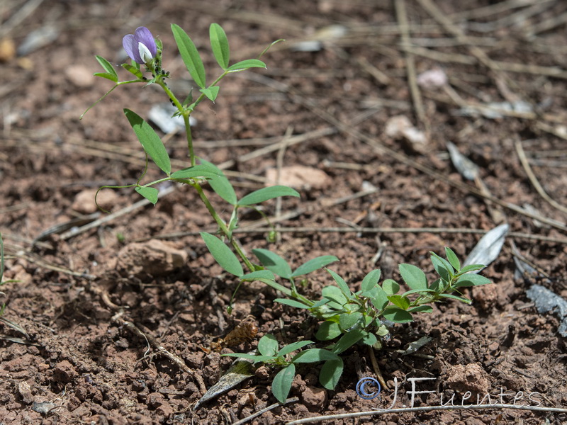 Vicia bithynica.01