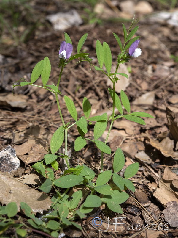 Vicia bithynica.02