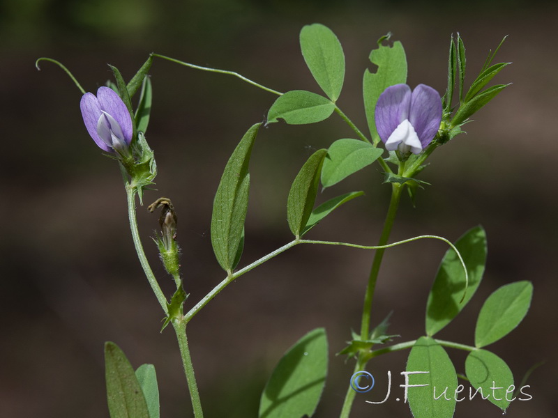 Vicia bithynica.03