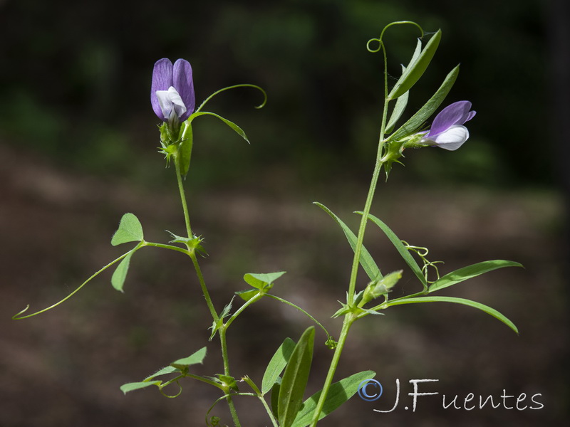 Vicia bithynica.05