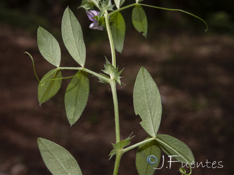 Vicia bithynica.07