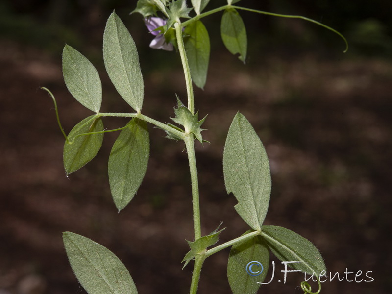 Vicia bithynica.07