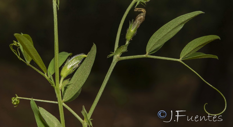 Vicia bithynica.08