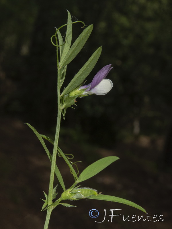 Vicia bithynica.09