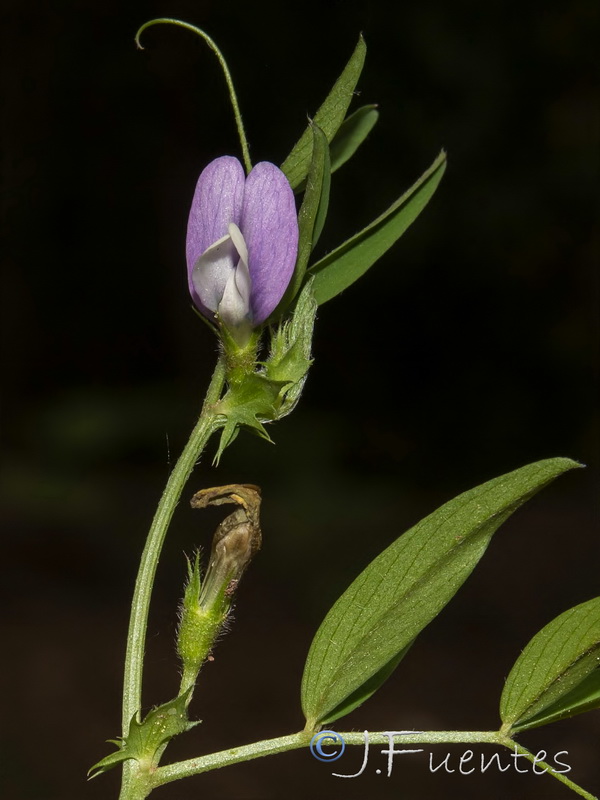 Vicia bithynica.10