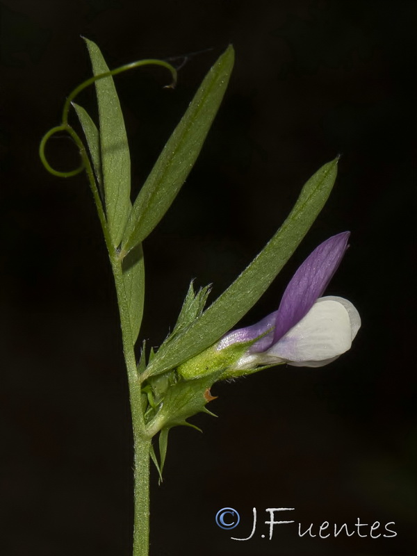 Vicia bithynica.11