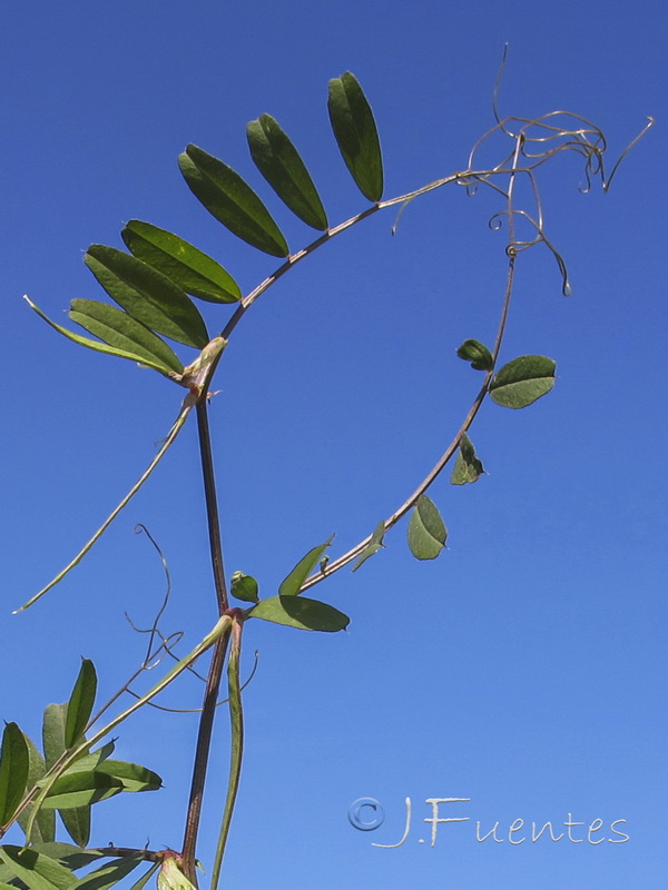 Vicia cordata.03