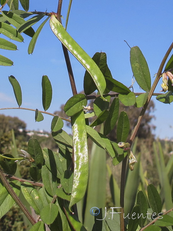 Vicia cordata.05