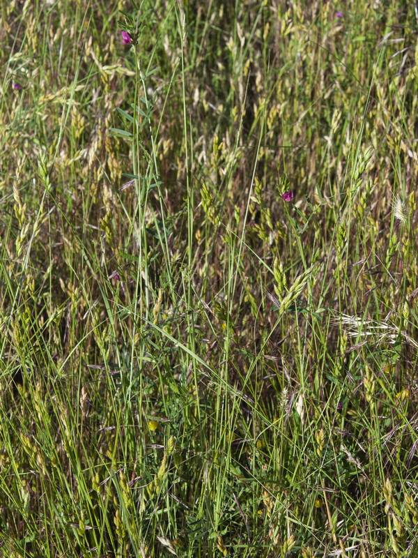 Vicia cordata.06