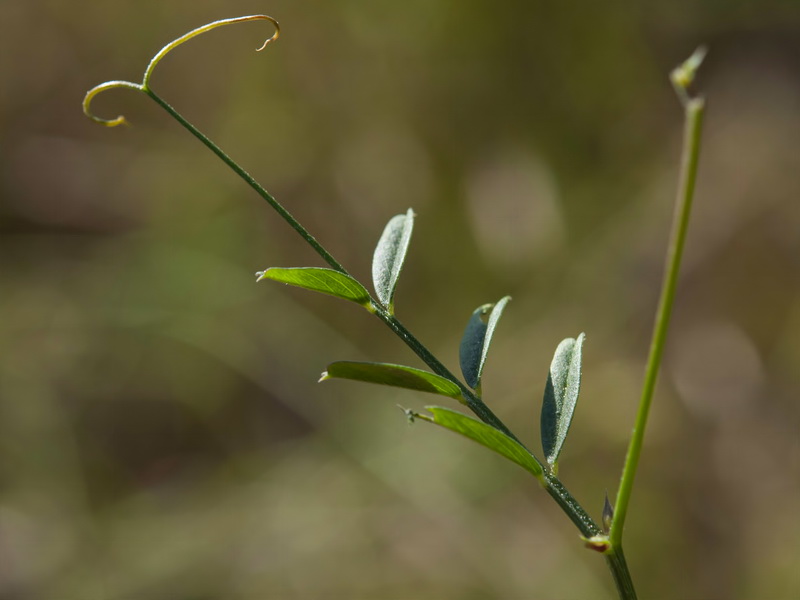 Vicia cordata.07