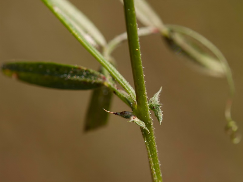 Vicia cordata.08