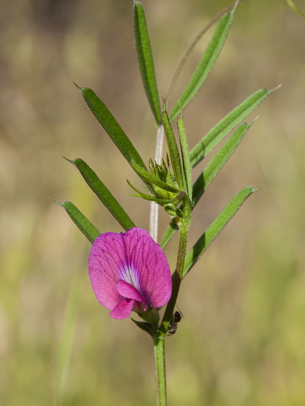 Vicia cordata.10