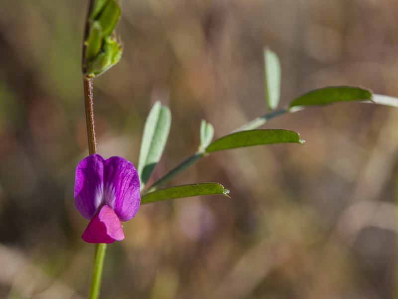 Vicia cordata.13