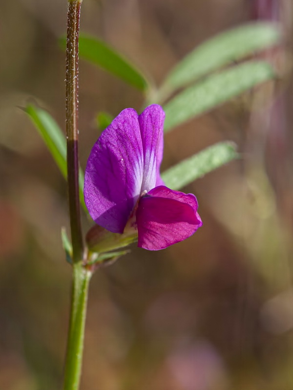 Vicia cordata.15