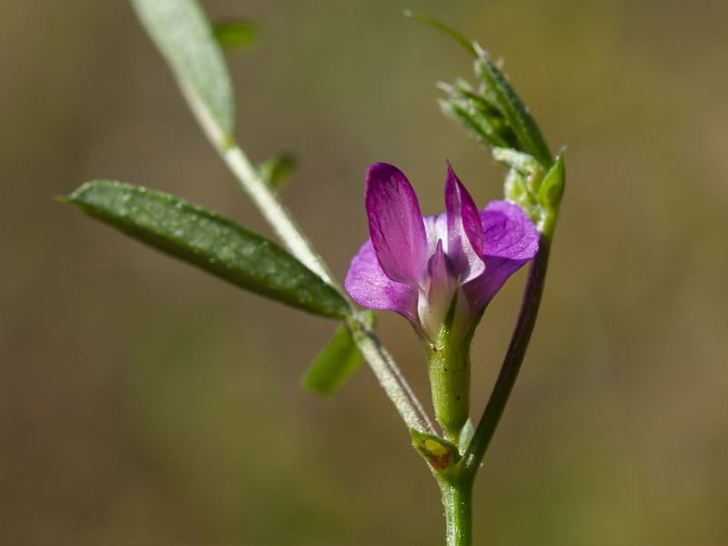 Vicia cordata.18