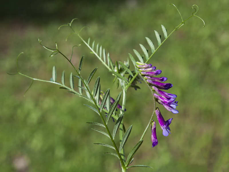 Vicia dasycarpa.04