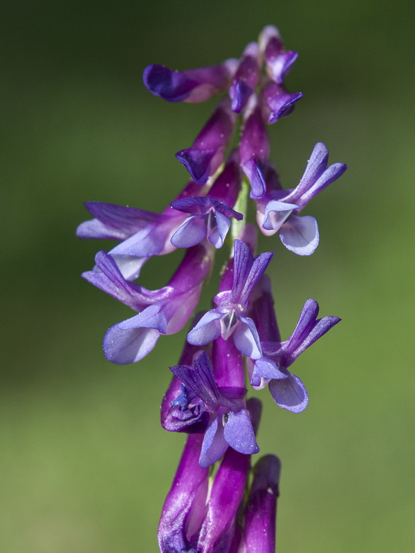 Vicia dasycarpa.06