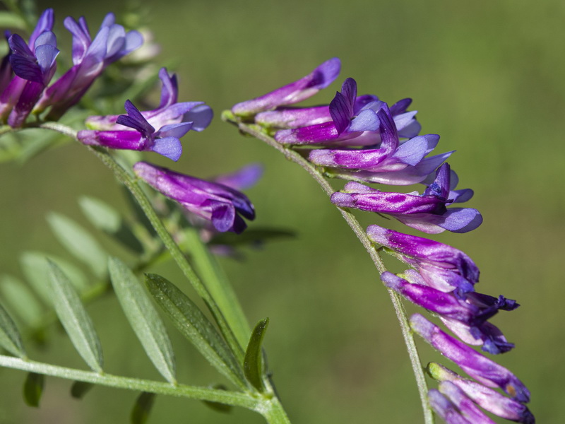 Vicia dasycarpa.07