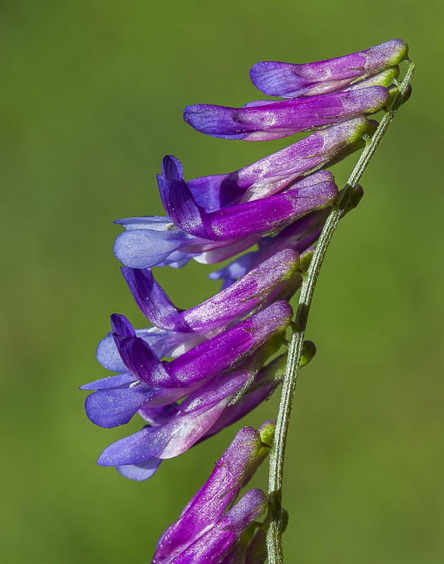 Vicia dasycarpa.08