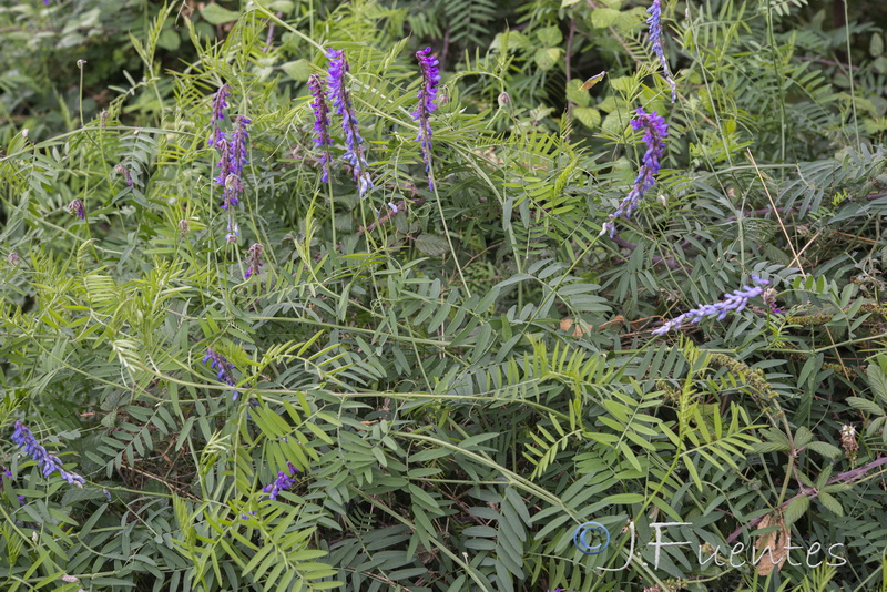 Vicia dasycarpa.01