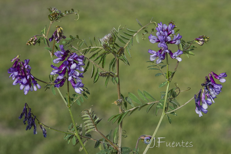 Vicia dasycarpa.03