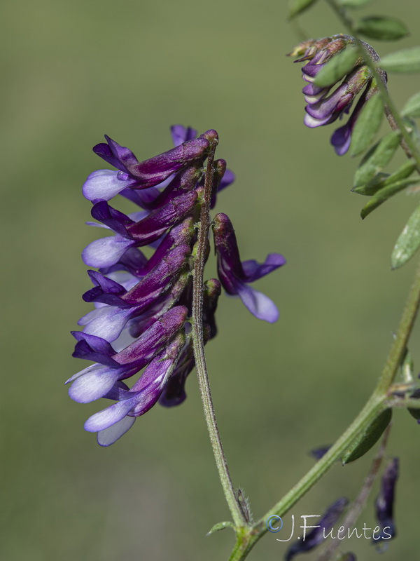 Vicia dasycarpa.02