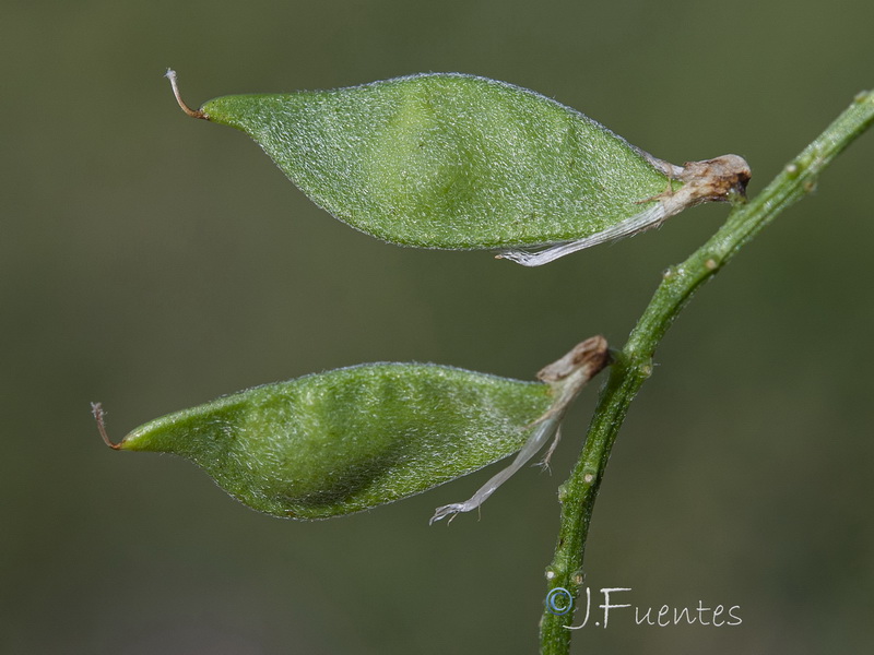 Vicia dasycarpa.19